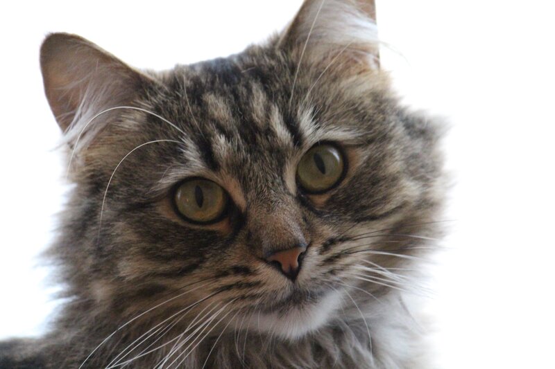 close-up of a tabby cat