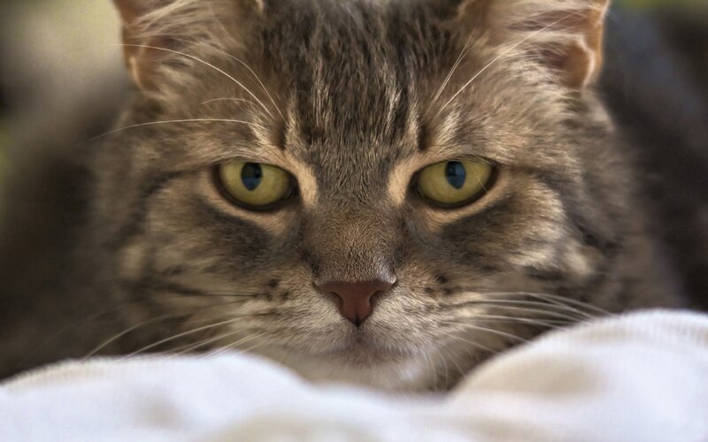 close-up of a tabby cat