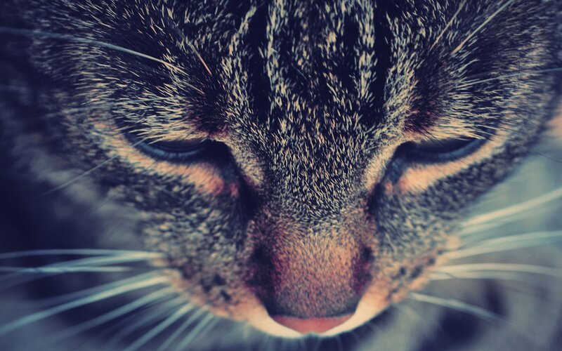 close-up of a tabby cat