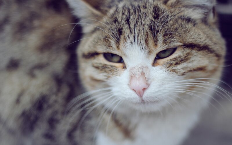 close-up of a tabby cat