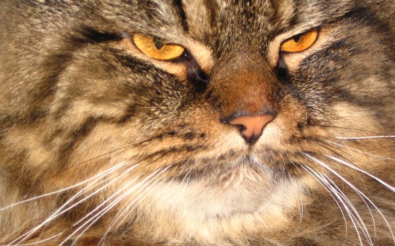 close-up of a tabby cat