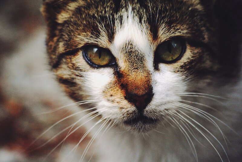 close-up of a tabby cat