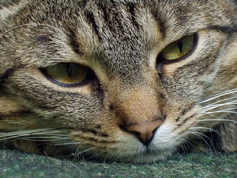 close-up of a tabby cat