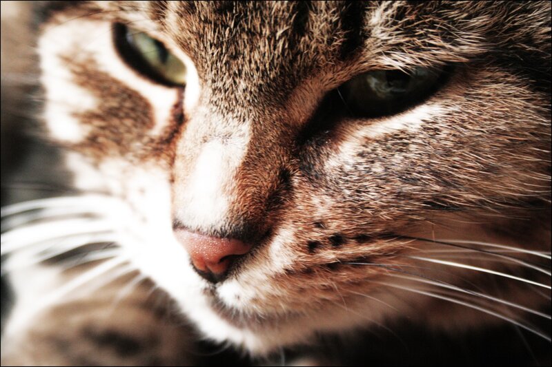 close-up of a tabby cat