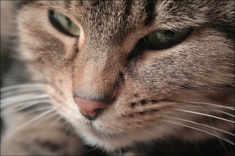close-up of a tabby cat