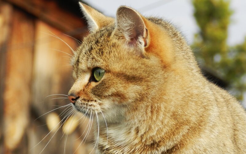 close-up of a tabby cat