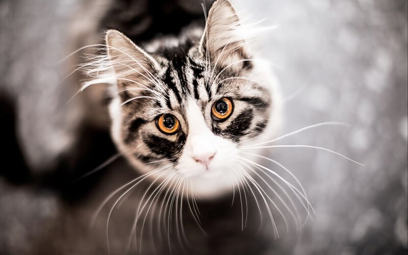 close-up of a tabby cat