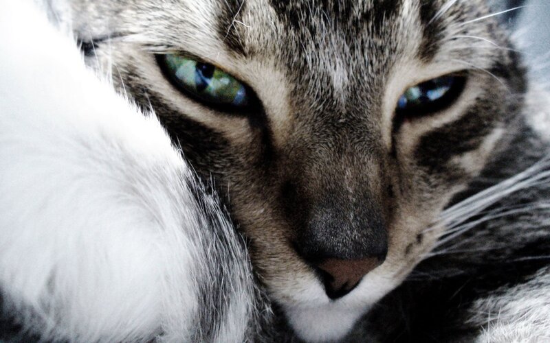 close-up of a tabby cat