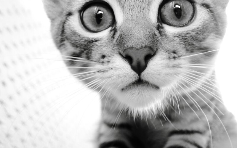 close-up of a tabby cat