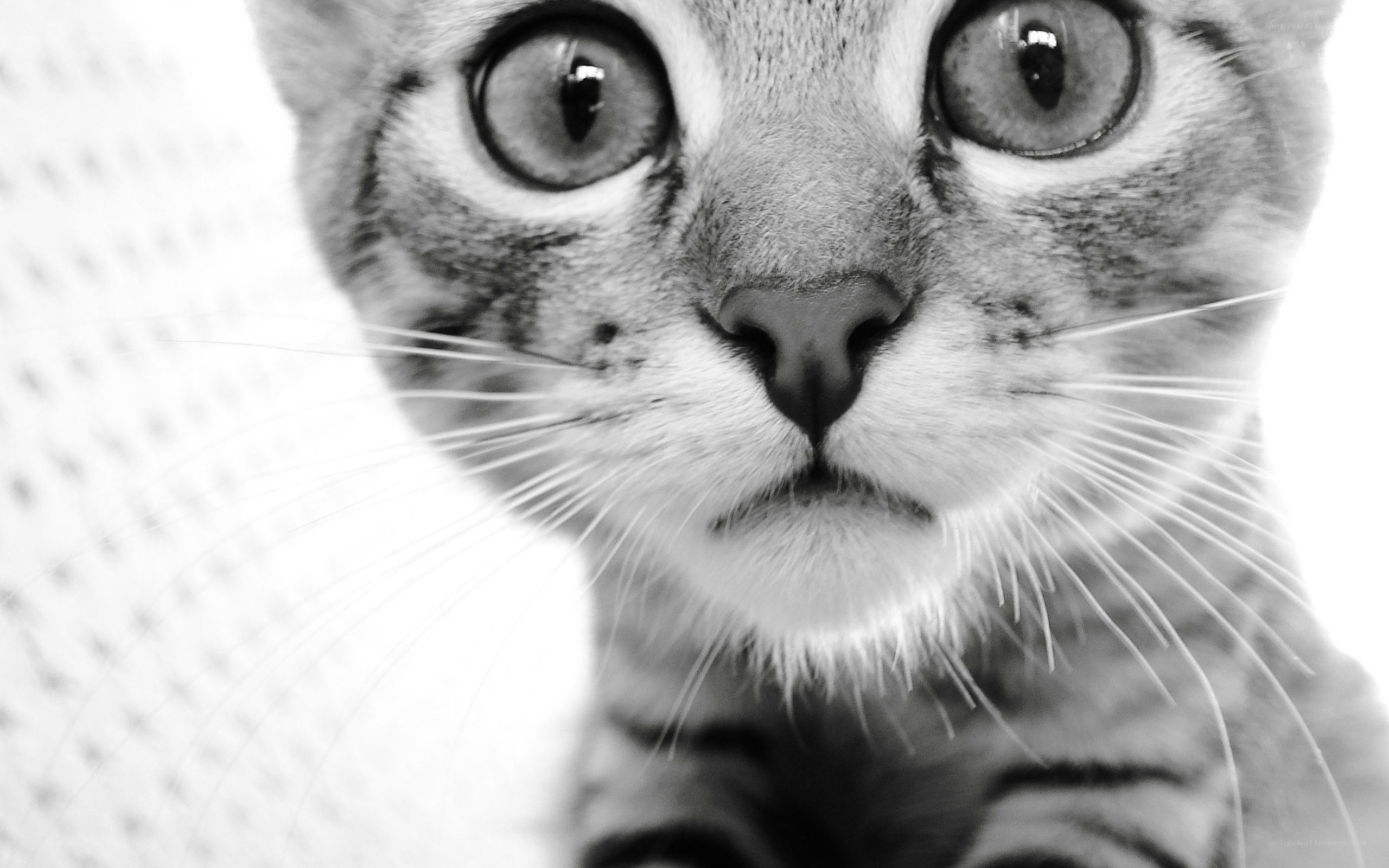 close-up of a tabby cat