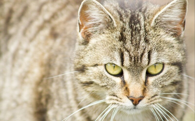 close-up of a tabby cat