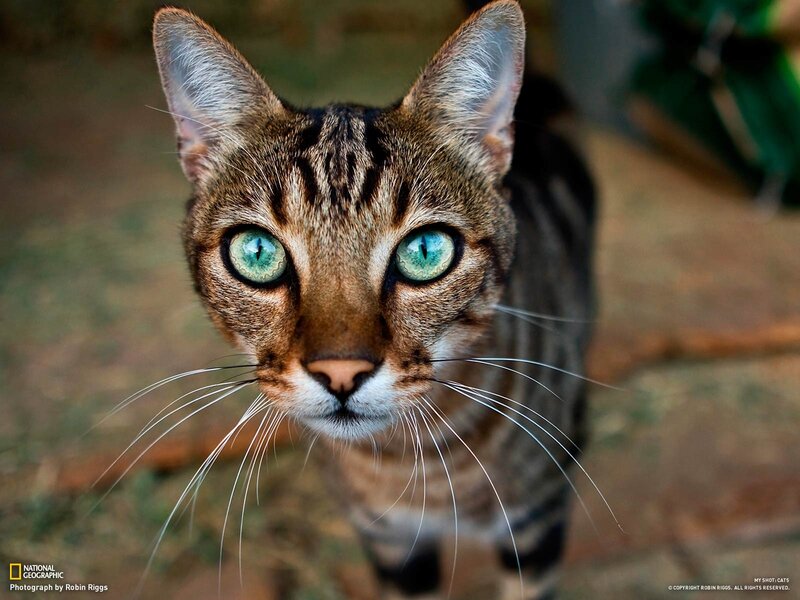 close-up of a tabby cat