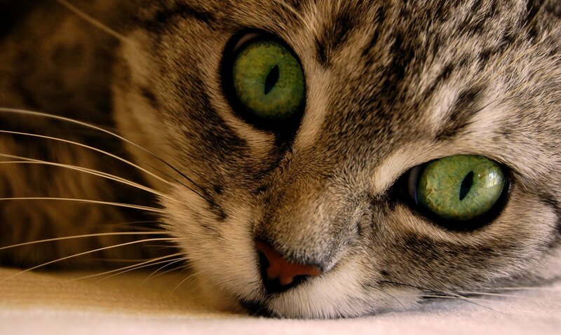 close-up of a tabby cat