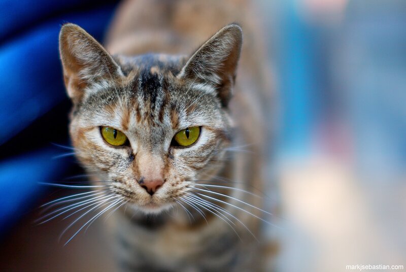 close-up of a tabby cat