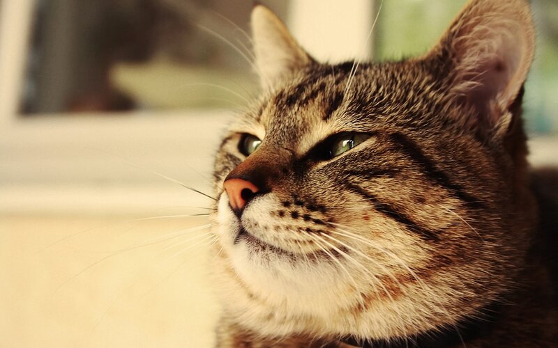 close-up of a tabby cat
