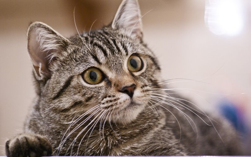 close-up of a tabby cat