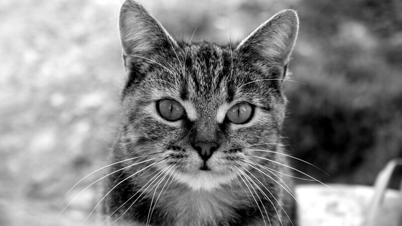 close-up of a tabby cat