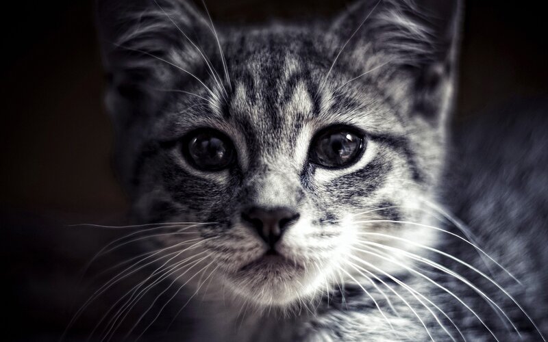 close-up of a tabby cat