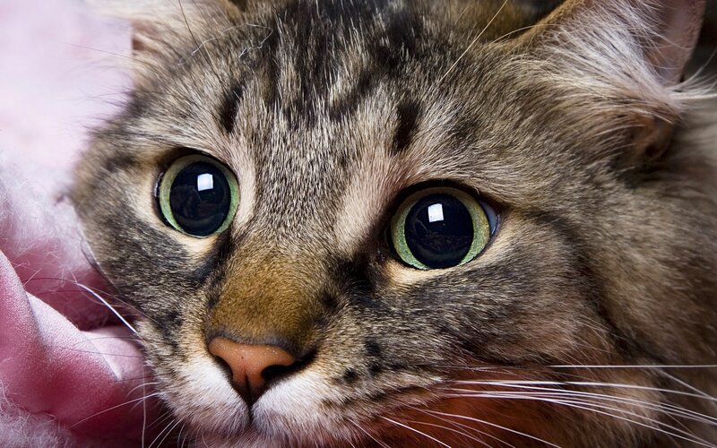 close-up of a tabby cat
