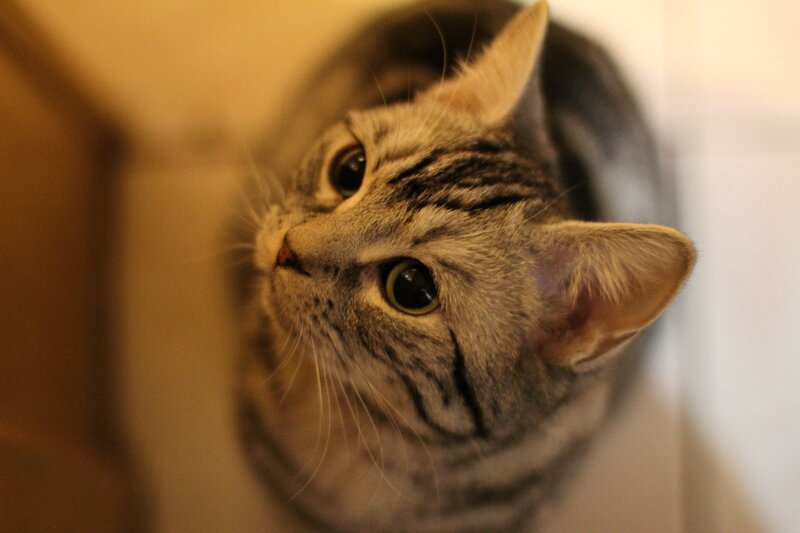 close-up of a tabby cat