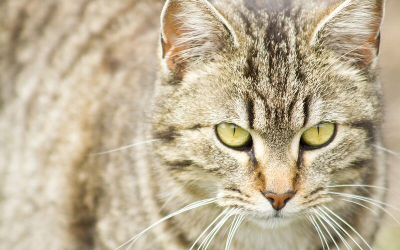 close-up of a tabby cat