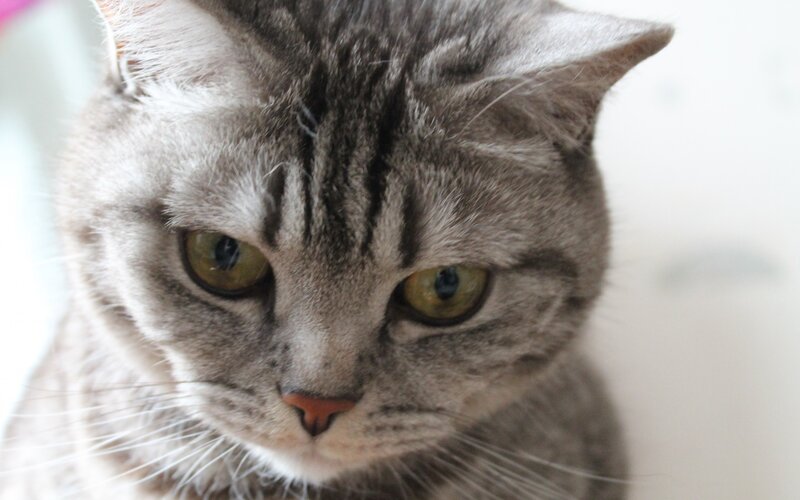 close-up of a tabby cat