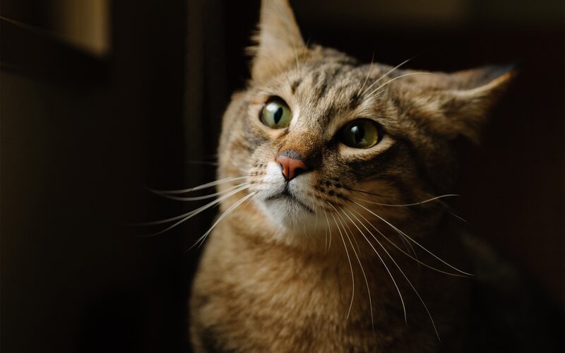 close-up of a tabby cat