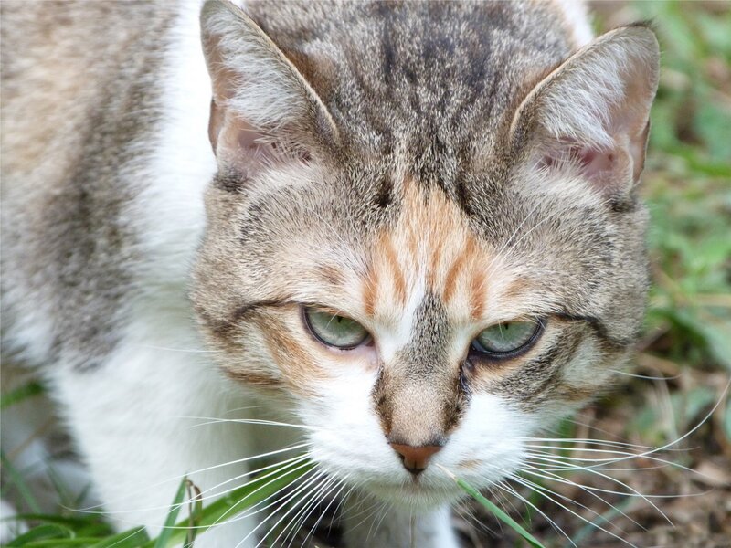 close-up of a tabby cat