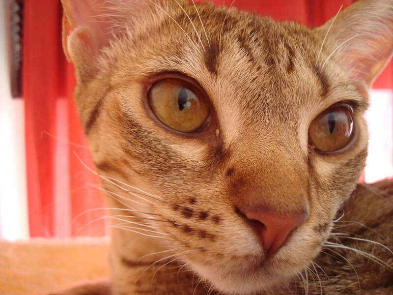 close-up of a tabby cat