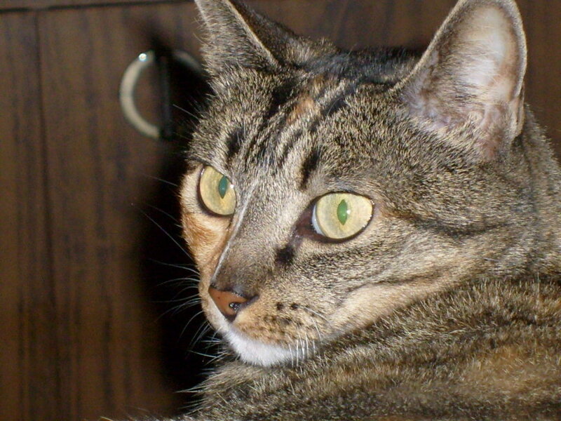 close-up of a tabby cat
