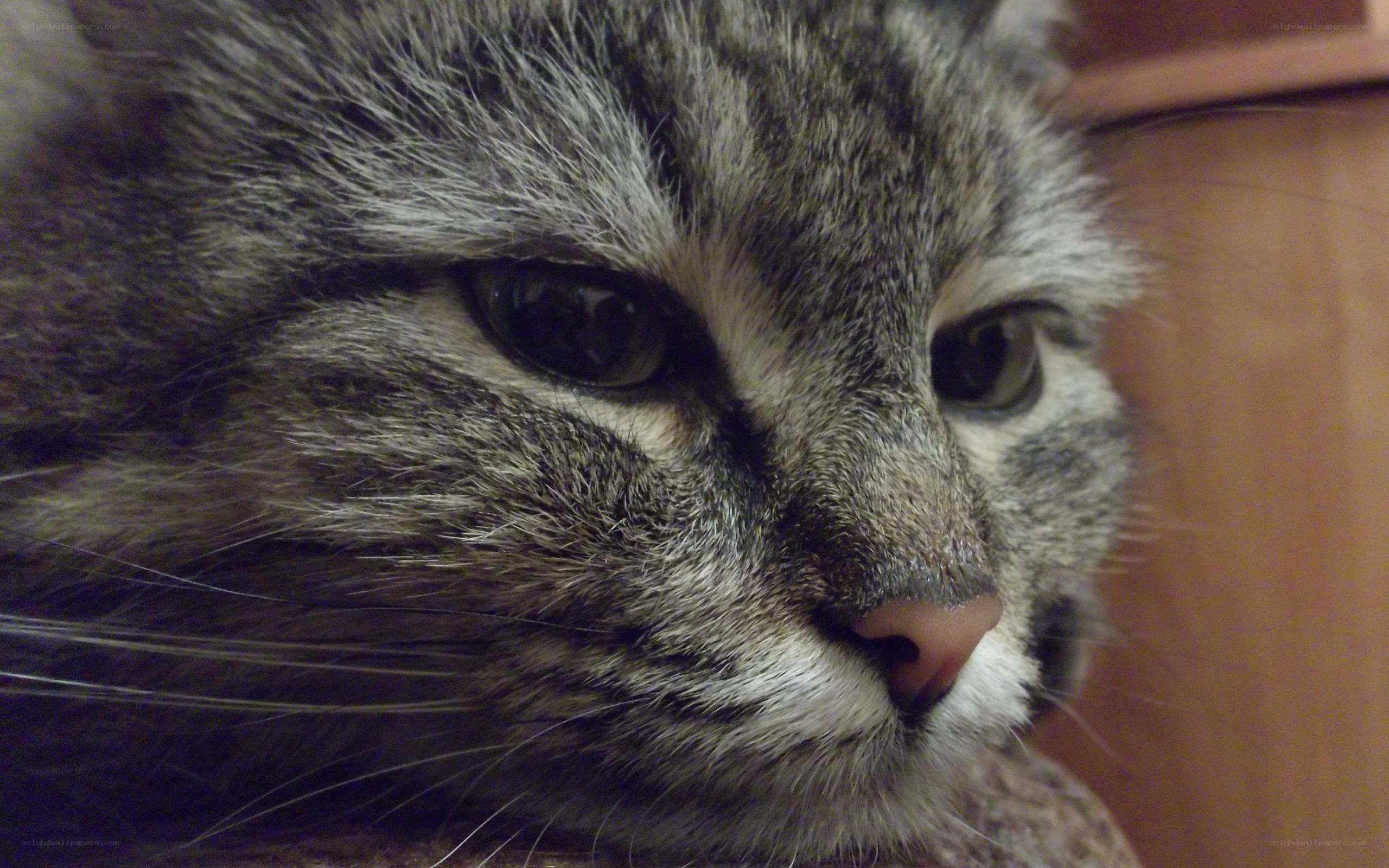 close-up of a tabby cat