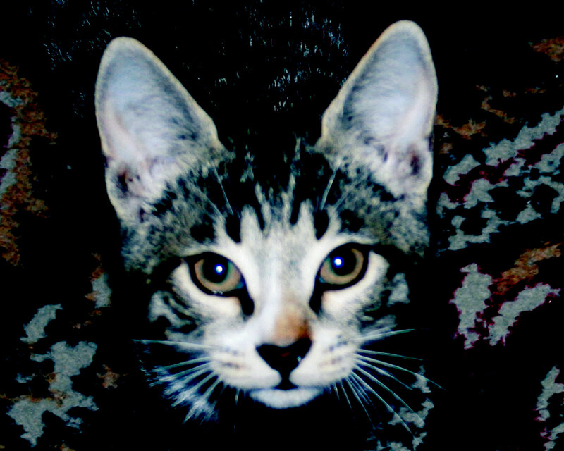 close-up of a tabby cat