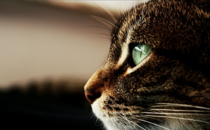 close-up of a tabby cat