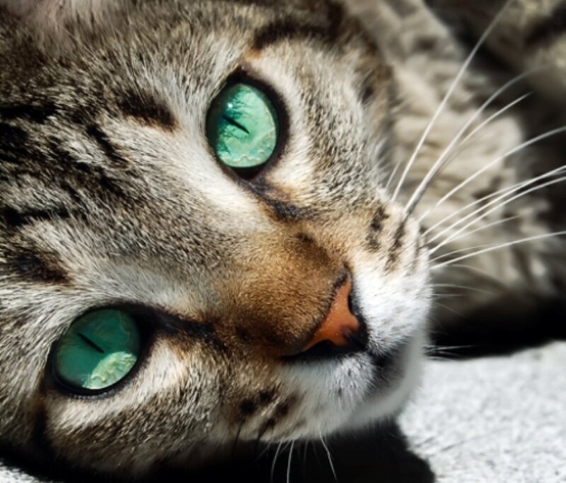 close-up of a tabby cat