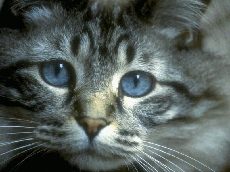 close-up of a tabby cat