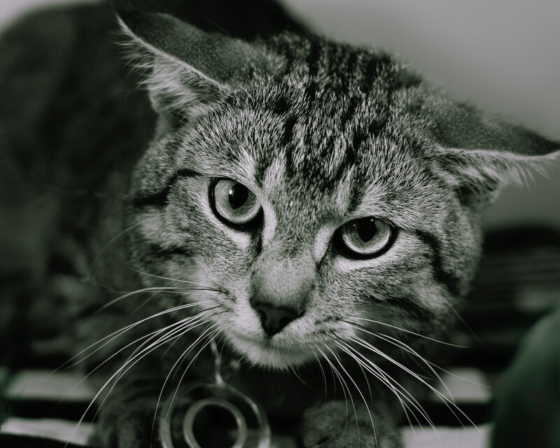 close-up of a tabby cat