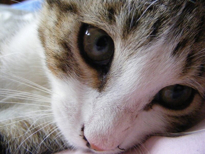 close-up of a tabby cat