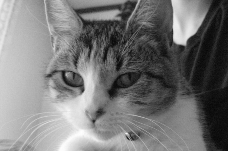 close-up of a tabby cat