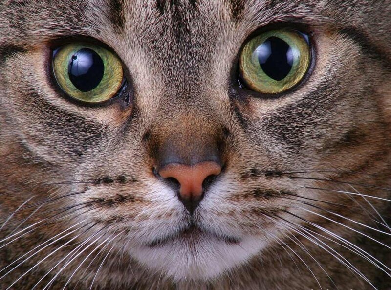 close-up of a tabby cat