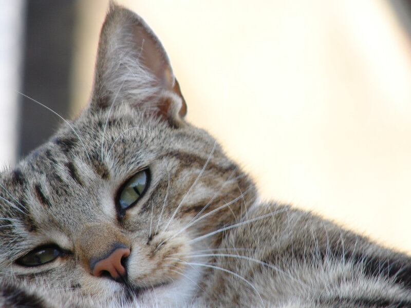 close-up of a tabby cat