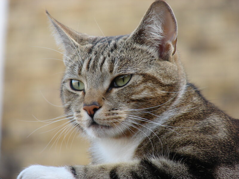 close-up of a tabby cat