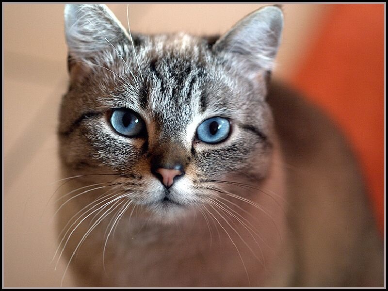 close-up of a tabby cat