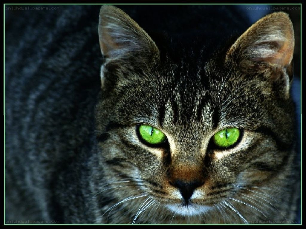 close-up of a tabby cat