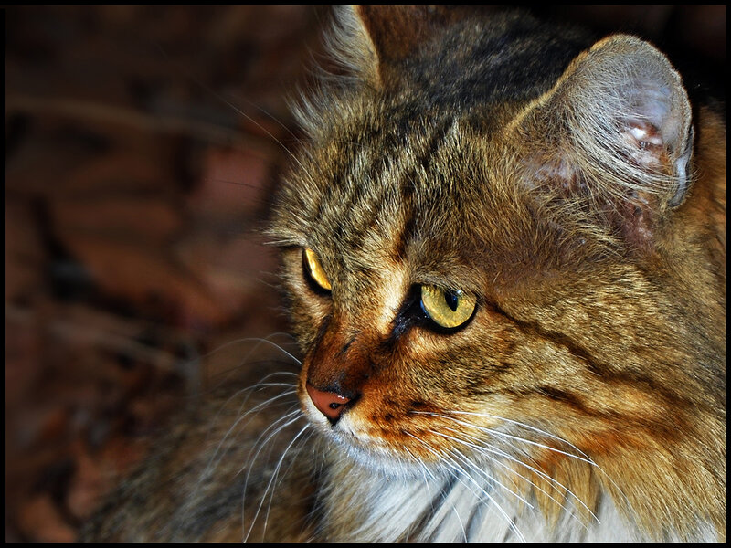 close-up of a tabby cat