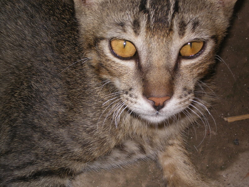 close-up of a tabby cat