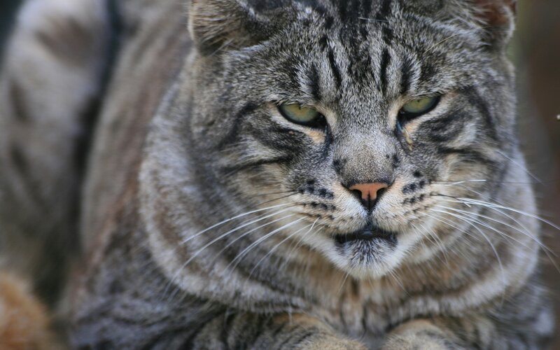 close-up of a tabby cat