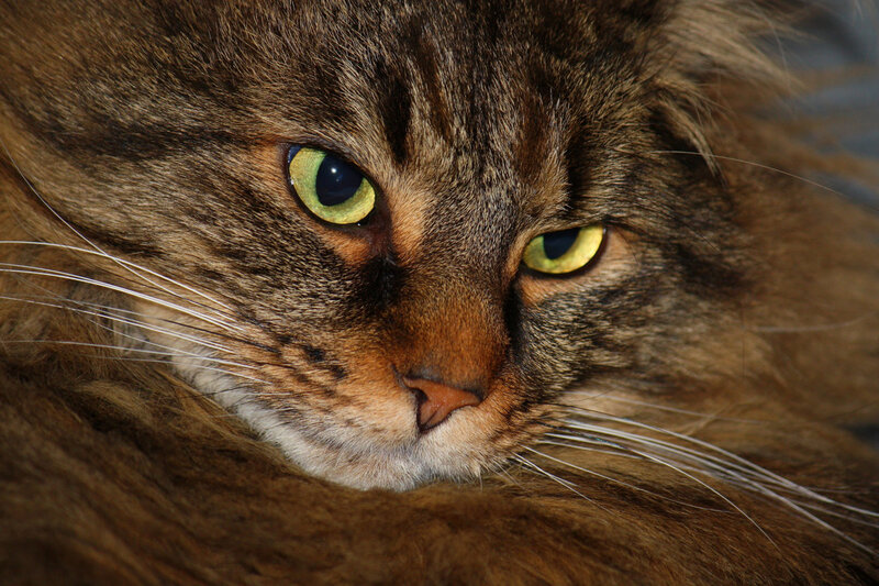 close-up of a tabby cat