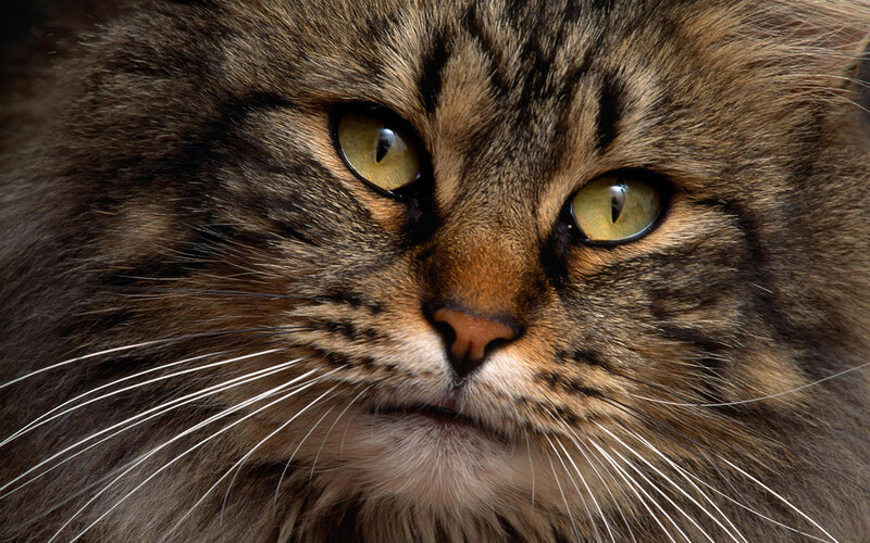 close-up of a tabby cat