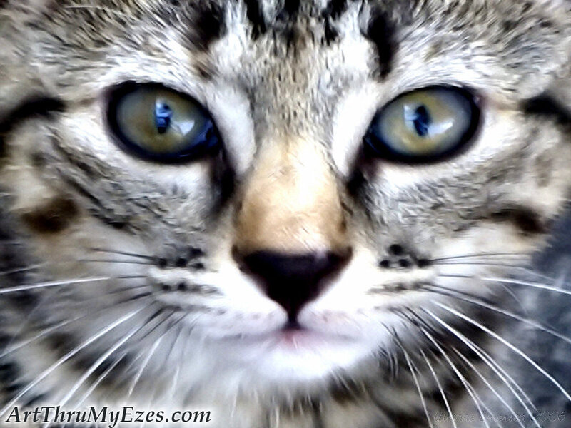 close-up of a tabby cat