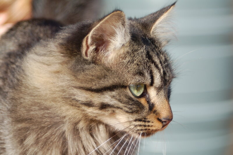 close-up of a tabby cat